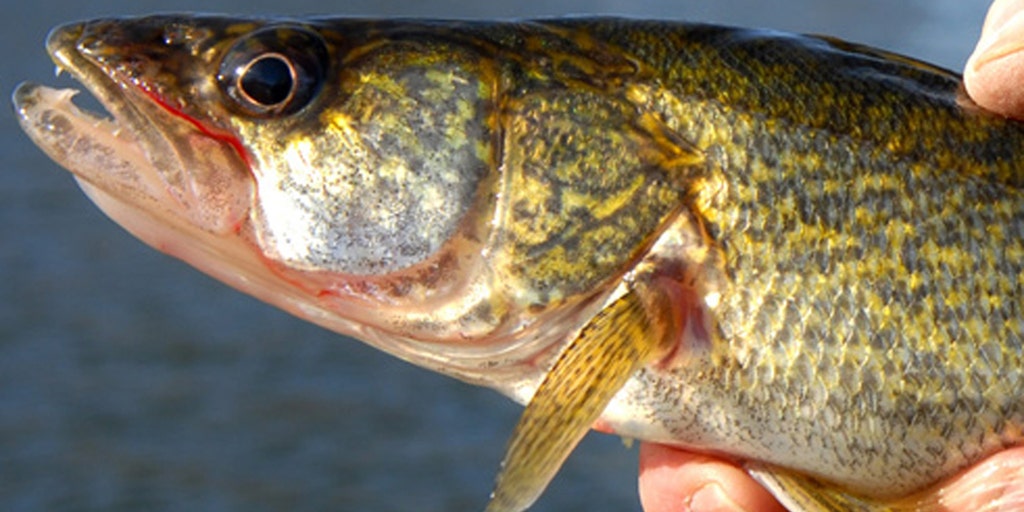 Rare disease found in Colorado fish urges warning as 'Sandy Flesh