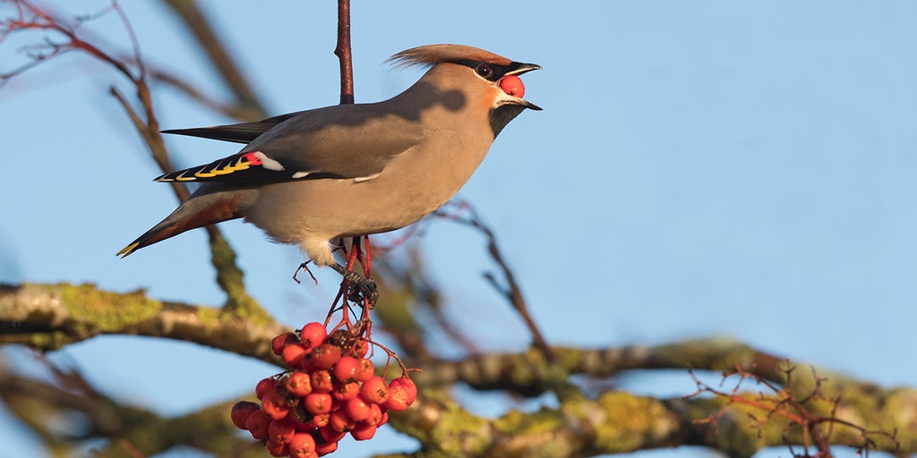 Don't drink and fly Fermented fruit gives some birds alcohol buzz, wildlife officials warn