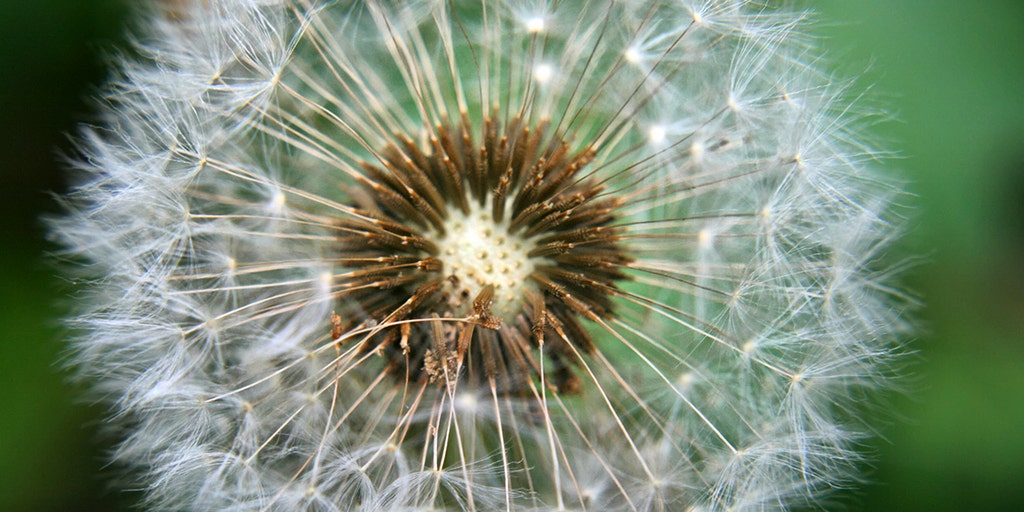 Get ready for 'rough' pollen season this year, allergist warns | Fox ...