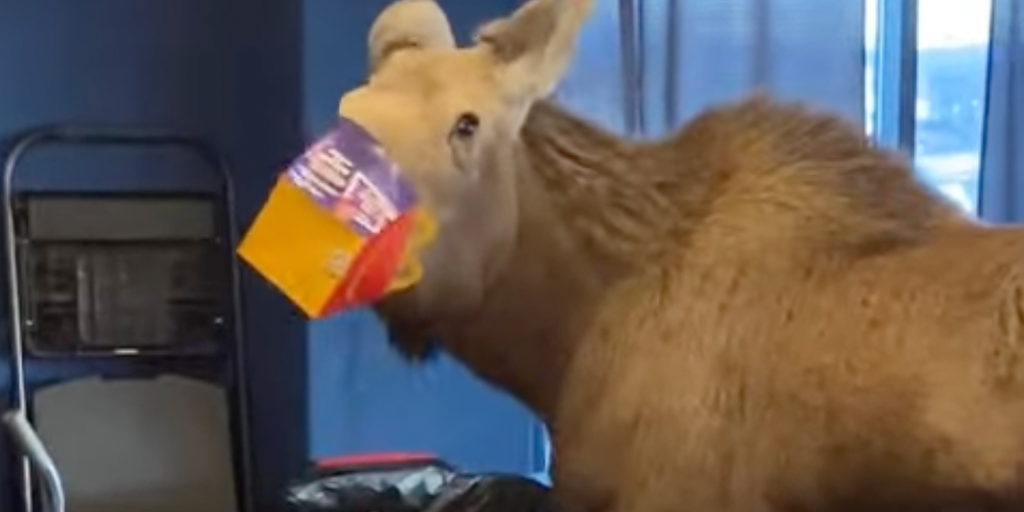 Watch Moose wanders inside movie theater looking for snacks Watch Moose wanders inside movie theater looking for snacks
