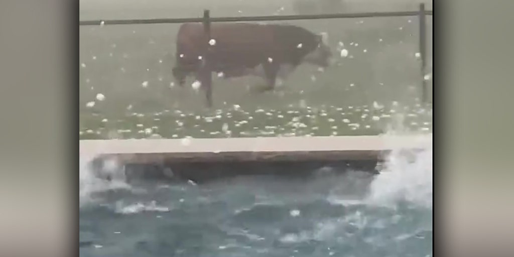 Holy cow! Massive hail storm brings 'udder' chaos to Texas backyard