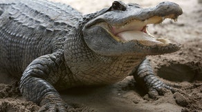 Terrifying 911 call reveals details of 8-foot alligator attack on Florida kayaker: 'Pulse is going down'