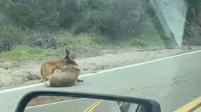 Caught on camera: Deer has lucky escape during mountain lion attack in California