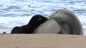 Hawaii officials block off popular Waikiki beach to protect newly born endangered seal pup