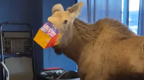 Watch: Moose wanders inside movie theater looking for snacks