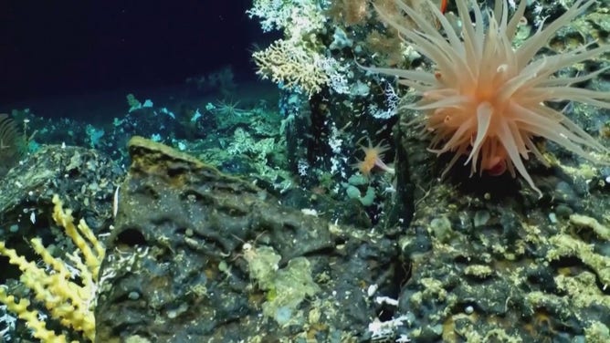 Ecuador’s environment ministry said the newly discovered coral reef off the Galapagos Islands was found 400-600 meters (1,310-1,970 feet) below the surface of the water on top of a previously unmapped seamount in the central part of the archipelago and is supporting ample amounts of marine life.
