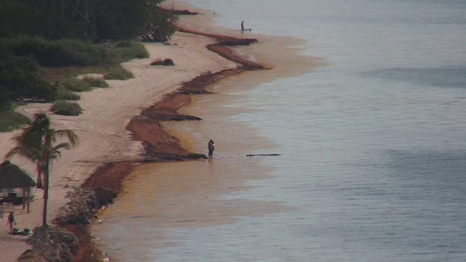 An image showing massive amounts of sargassum seaweed invading a beach in the Florida Keys.