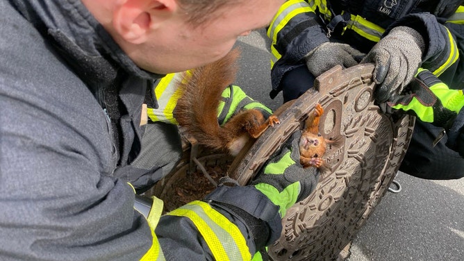 German firefighters
rescuing red squirrel from manhole.