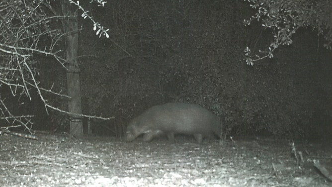Wildlife officials stumped as mysterious animal caught on trail camera