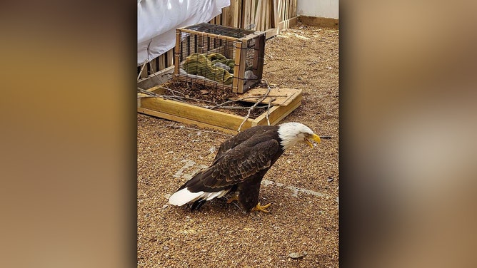 Viral Missouri bald eagle known for incubating rock now caring for eaglet