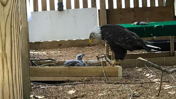 Viral Missouri bald eagle known for incubating rock now caring for eaglet