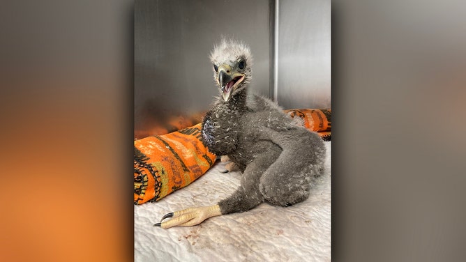 Viral Missouri bald eagle known for incubating rock now caring for eaglet