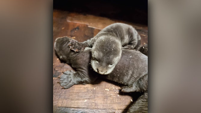 Yorkshire Wildlife Park is celebrating the surprise arrival of rare giant otter triplets.