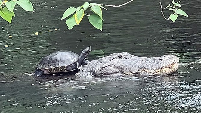 Turtle seen hitching ride with alligator 'like it's a horse' at Florida pond