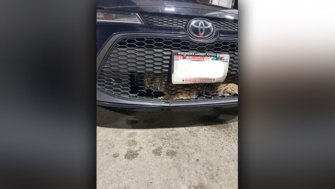 Bobcat gets stuck in grill of car in Wisconsin
