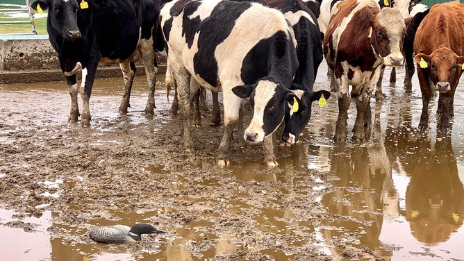 Migrating birds are falling out of the sky in Wisconsin left helpless in roads and cow pastures unable to walk, rescuers warn.