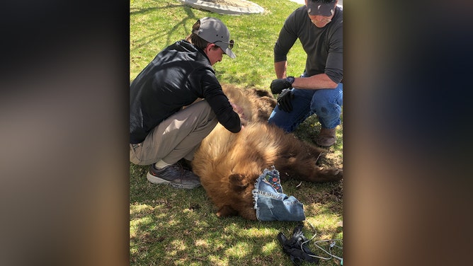 Bear Stuck in Tree Falls to Safety During Rescue by Nevada Firefighters