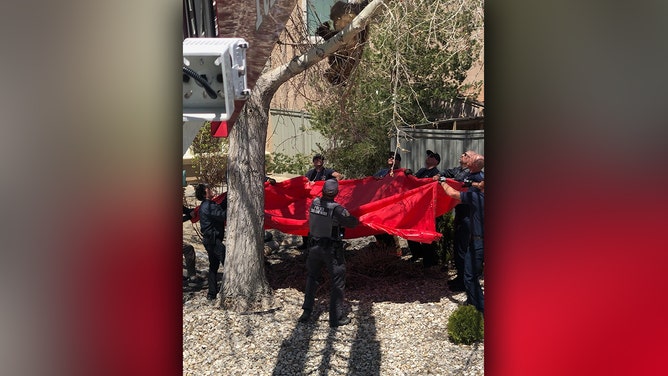 Bear Stuck in Tree Falls to Safety During Rescue by Nevada Firefighters