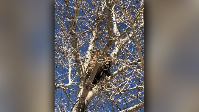 Bear Stuck in Tree Falls to Safety During Rescue by Nevada Firefighters