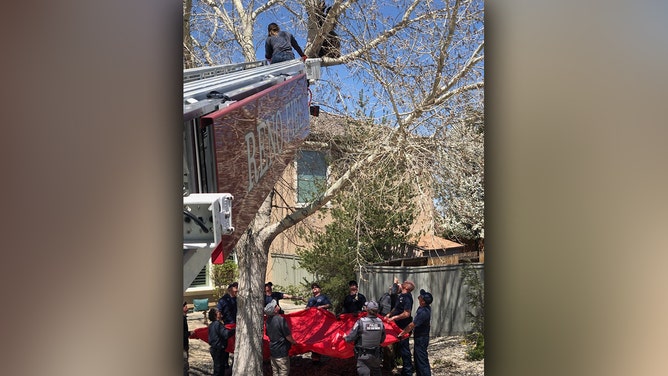 Bear Stuck in Tree Falls to Safety During Rescue by Nevada Firefighters