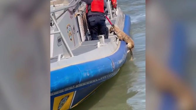 Police in New York City are seen saving a coyote struggling to swim against the current in the East River on Monday.