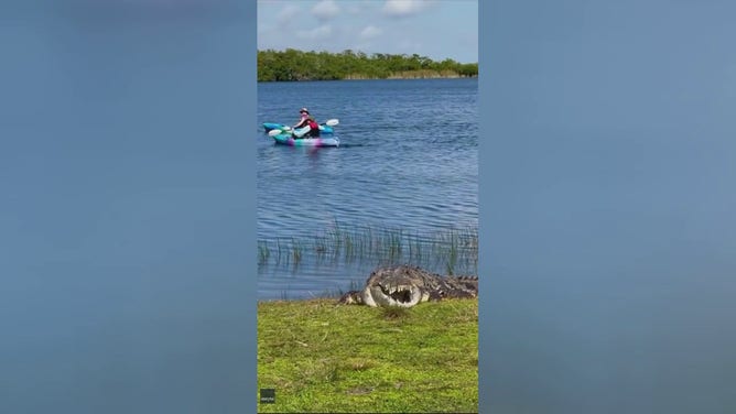 Kayakers are seen near the infamous Croczilla as it basks in the sunshine in Florida's Everglades National Park.