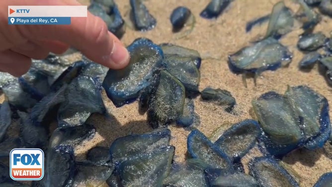 Strange, blue creatures have been washing ashore along California beaches. And while they closely resemble the highly poisonous Portuguese Man O’War, the velella velella, or By-the-Wind-Sailors, are not jellyfish and aren’t poisonous.