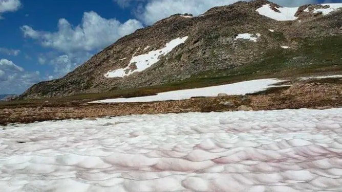 Images of snow algae and snow cyanobacteria on snow fields in the Beartooth Mountains in Wyoming.