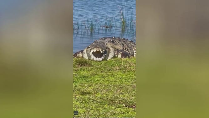 The infamous Croczilla is seen smiling for the camera as it basks in the sunshine in Florida’s Everglades National Park.