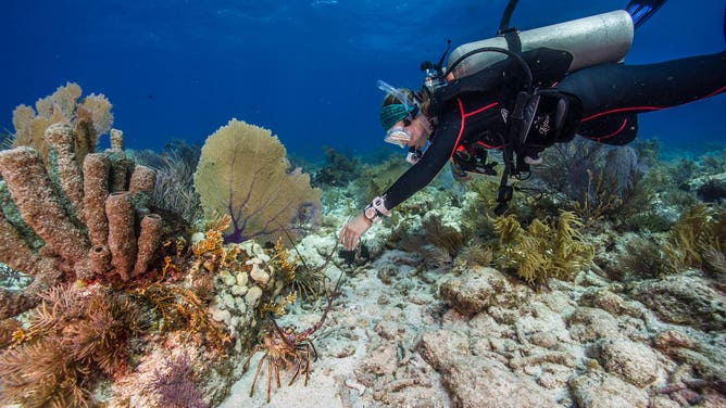 Diver at Biscayne National Park.