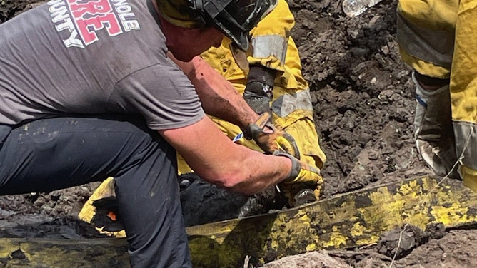 Cow stuck in mud for 24 hours rescued by Florida firefighters