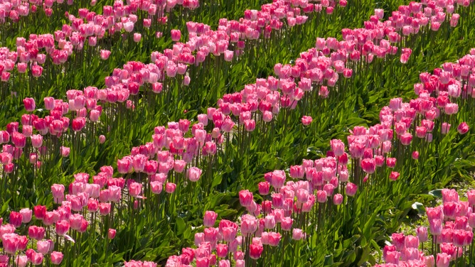 Tulips at Roozengaarde tulip fields, Skagit Valley, Washington. April 2009.