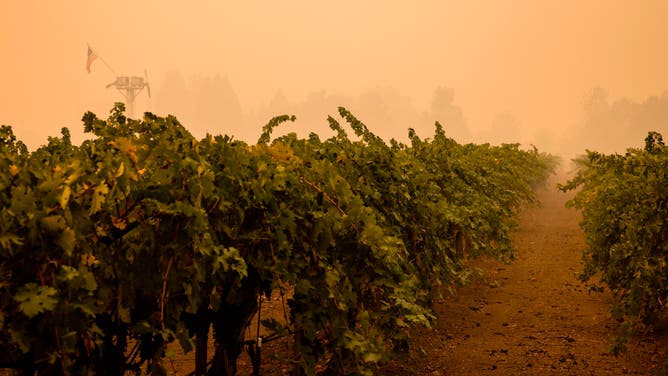 Wildfire smoke at California vineyard