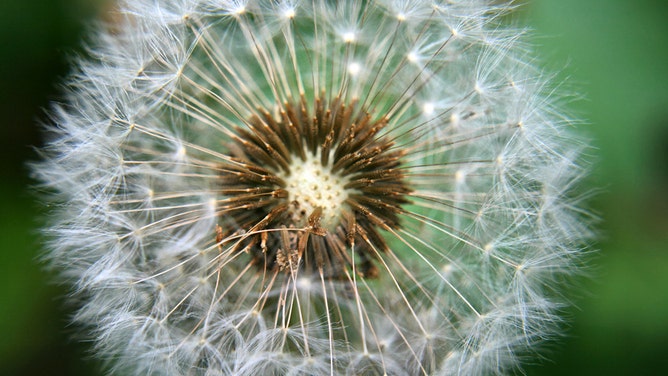 Close-up of a dandelion (Taraxacum) ready to disperse it's seeds.