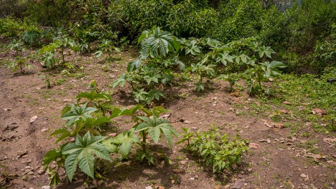 Castor bean plant