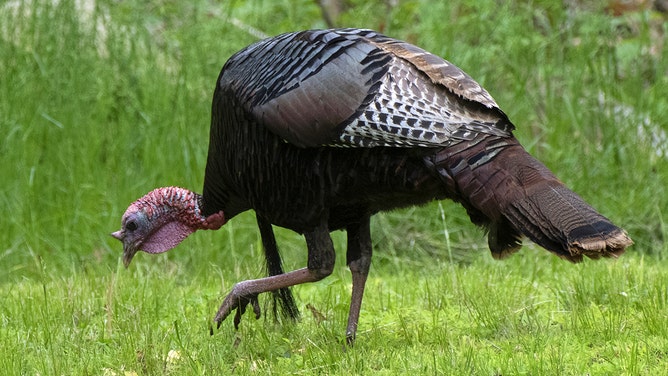 Wild Turkey, Female.