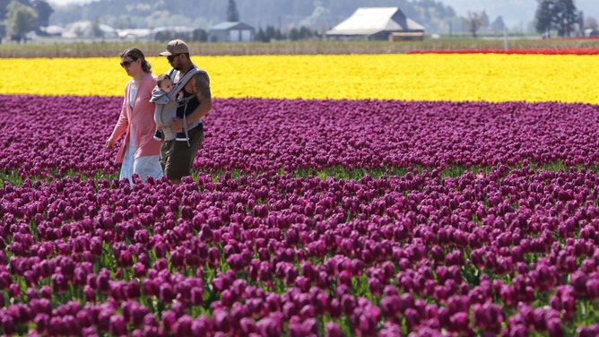 Colorful flowers paint the landscape of the annual Skagit Valley Tulip Festival on Wednesday, April 25, 2017.