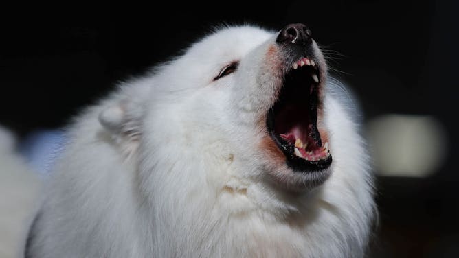 A barking Samoyed dog.