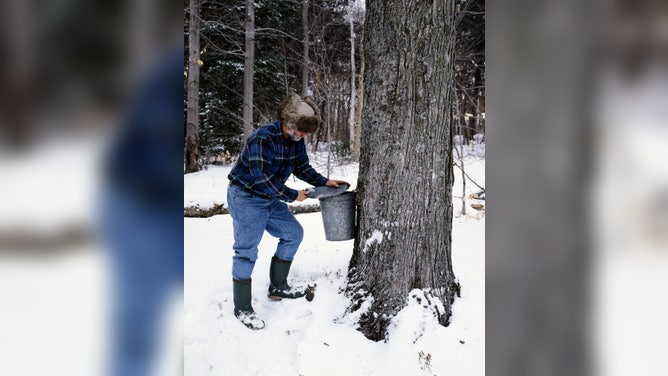 Farmer Burr Morse collects maple syrup from one of his thousands of trees in Montpelier, Vermont.