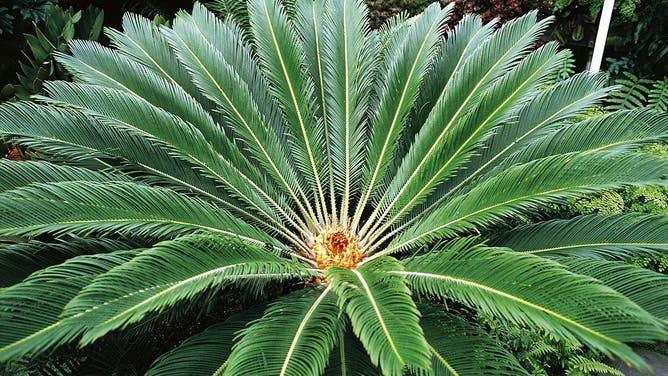 Sago palm
