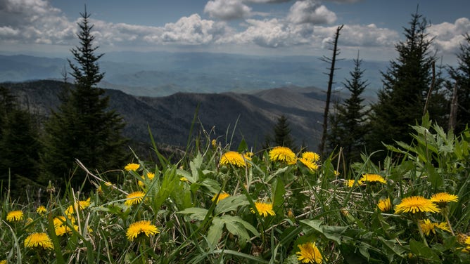 A patch of dandelions near the Clingmans Dome overlook tower, a major scenic viewing point along the Appalachian Trail, is viewed on May 11, 2018 near Cherokee, North Carolina.