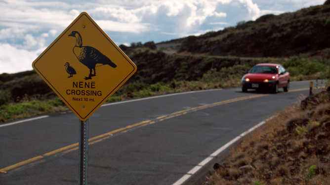 FILE - Haleakala National Park 38-mile Haleakala Highway, Nene goose crossing sign.