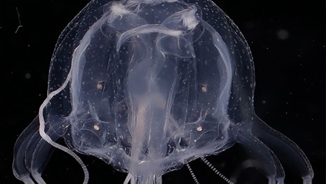 See It Before It Sees You: New Species Of Jellyfish Found With 24 Eyes ...