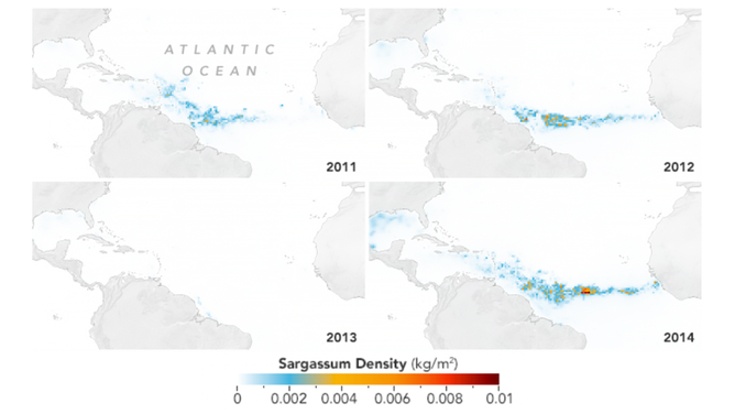 Growth of the Great Atlantic Sargassum Belt.