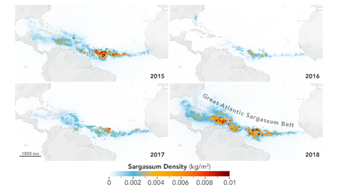 Growth of the Great Atlantic Sargassum Belt.
