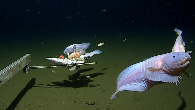 See the ghostly animal that has set the record for the deepest-living fish  on Earth