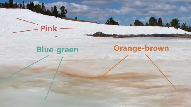 Image of pink snow algae on the upper snowbank and blue-green and orange-brown snow cyanobacteria in the lower portions of the snow patch.