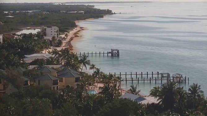 A wide look as large piles of sargassum seaweed that have invaded beaches in the Florida Keys.