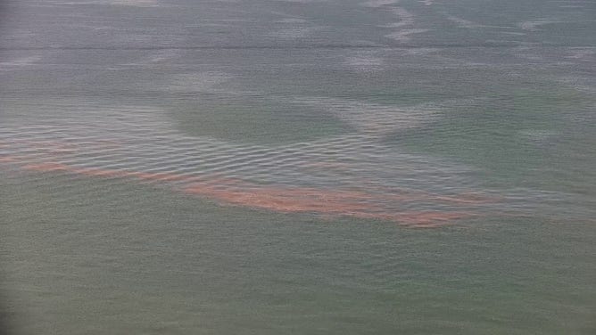 A large blog of sargassum seaweed is seen floating in the water off Marathon, Florida, on Easter Sunday.