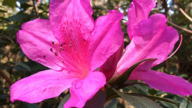 Azaleas are a classic Southern plant and can be poisonous to pets